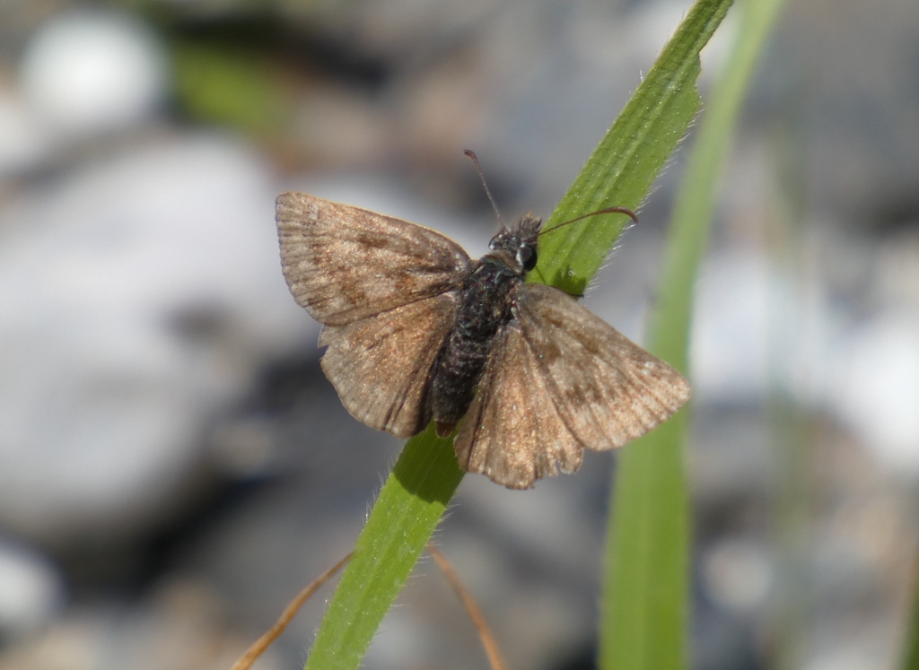 Erynnis tages (Hesperiidae)?  S !